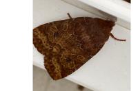 Conistra ligula/vaccinii