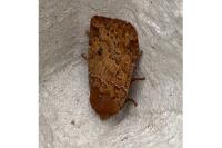 Conistra ligula/vaccinii