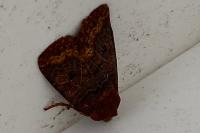 Conistra ligula/vaccinii