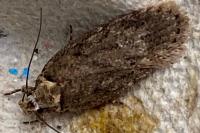 Depressaria douglasella