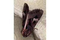 Trigonophora flammea