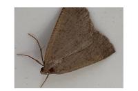 Pachycnemia tibiaria