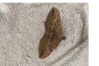 Nycterosea obstipata