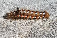 Acronicta rumicis