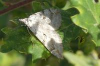 Aplocera efformata/plagiata