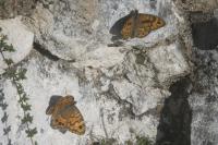 Lasiommata megera