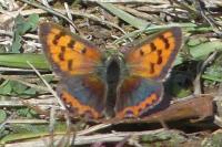 Lycaena phlaeas