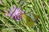 Colias alfacariensis