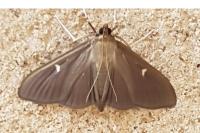 Cydalima perspectalis