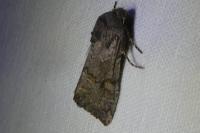 Aporophyla lueneburgensis