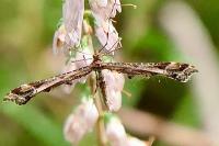 Amblyptilia acanthadactyla
