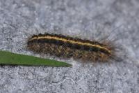 Spilosoma lubricipeda