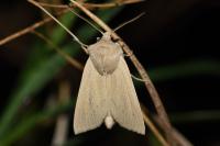 Rhizedra lutosa