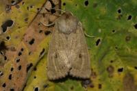 Hydraecia osseola