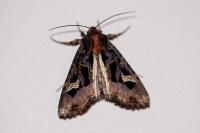 Trigonophora flammea