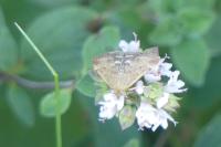 Pyrausta despicata