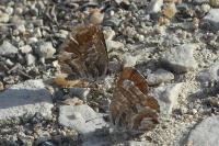Cacyreus marshalli