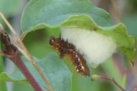 Acronicta rumicis