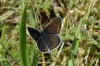 Aricia agestis
