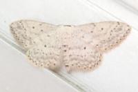 Idaea seriata