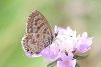 Leptotes pirithous
