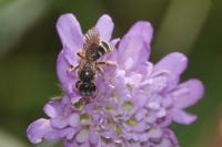 Anthophila fabriciana