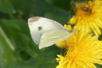 Pieris rapae