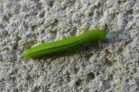 Pararge aegeria