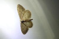 Idaea seriata