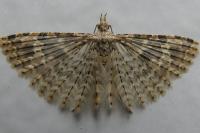 Alucita hexadactyla