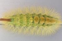 Calliteara pudibunda