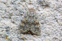 Hecatera dysodea