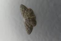 Idaea seriata