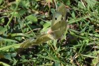 Colias hyale