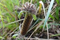 Phragmatobia fuliginosa