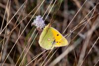 Colias crocea
