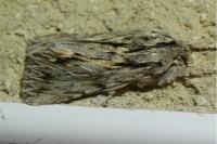 Asteroscopus sphinx