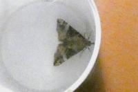 Hypena obsitalis