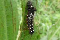 Acronicta rumicis