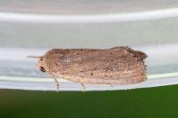 Coenobia rufa