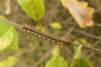 Lasiocampa quercus