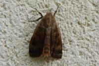 Noctua pronuba