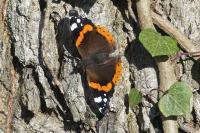 Vanessa atalanta