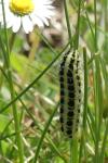Zygaena filipendulae