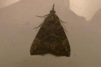 Hypena obsitalis