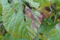Stigmella aurella