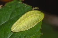 Apoda limacodes
