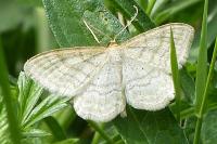 Idaea macilentaria