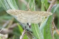 Idaea macilentaria