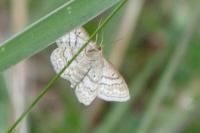 Idaea macilentaria